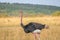 Side view of Masai Ostrich wandering in the savanna