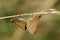 A side view of a mating pair of Essex Skipper Butterfly Thymelicus lineola perched on a grass stem, with their wings closed.