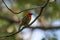 Side view of a Mauritius fody perched on a branch