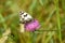 Side view of a Melanargia butterfly of the family Nymphalidae.