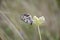 Side view of a Melanargia butterfly looking down at the ground  black and white perched on flower Daucus carota.