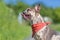 Side view of merle colored French Bulldog dog wearing red neckerchief