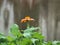 Side View of A Mexican Sunflower