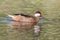 Side view mirrored bahama pintail anas bahamensis swimming in green water