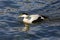 Side view mirrored male eider duck somateria mollissima in water