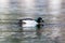 Side view mirrored male goldeneye duck bucephala clangula in water