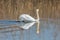 Side view mirrored swimming mute swan cygnus olor