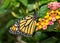 Side view of a Monarch butterfly resting atop a Lantana flower