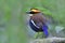 Side view of most beautiful bird in Thailand, Malayan Banded Pitta standing on rock among its habitatation