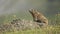 Side view of a mountain marmot ( Murmeltier) in the Swiss Alps, during summer.