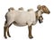 Side view of Mourerou sheep wearing bel