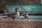 Side view of multiple brown and orange geese standing together looking into the distance in a park in the center of London city.