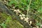 Side view of mushrooms growing on an old tree branch