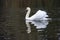 Side view of a mute swan parading
