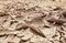 Side view of natural background with texture of earth and sand covered cracks and detached parts from the drought