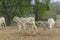 Side view of Nellore calf in a farm pasture in the countryside of Brazil