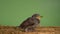 Side view of nestling of grey bird common starling Sturnus vulgaris sitting among dry twigs straw on green background.