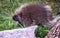 Side view of a north American porcupine