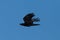 Side view northern raven corvus corax in flight, blue sky, spread wings