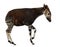 Side view of an Okapi standing in a funny position