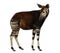 Side view of an Okapi standing, looking back, Okapia johnstoni