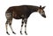 Side view of an Okapi standing, looking down, Okapia johnstoni