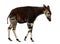 Side view of an Okapi walking, Okapia johnstoni