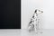 side view of one cute dalmatian dog sitting near black