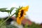 Side view of open blooming sunflower plant with bright yellow petals and dark center surrounded with green leaves in local urban