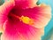 Side View of The Orange Pollen of Pink Chinese Rose Flower