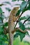 Side view of Oriental garden lizard (Calotes mystaceus) hanging