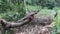 Side view of an Oriental garden lizard sitting on top of a cut down branch with a mosquito perched on a it\\\'s head