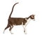 Side view of an Oriental Shorthair walking