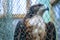 side-view of an osprey inside a large netted enclosure