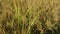 Side view of a paddy plant full with well ripened rice spikes in the paddy field