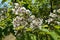 Side view of panicle of white flowers of catalpa