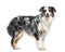 side view of a panting australian Shepherd standing up (1.5 year