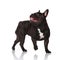 Side view of panting french bulldog looking up and behind