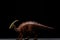 Side view Parasaurolophus toy on dark background