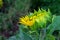 Side view of partially opened sunflower, selective focus