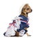 Side view of a Patriotic Chihuahua sitting