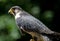Side view of a Peregrine falcon