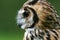 Side view of Peruvian Striped Owl