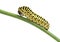 Side view of pest green caterpillar isolated on