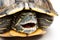 Side view pet turtle red-eared slider or Trachemys scripta elegans hides its head under the shell