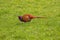 Side view of a pheasant walking in the grass