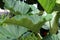 Side view of a Philodendron giganteum leaf in a garden