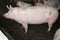 Side view photo of a beautiful mighty pig sow in the barn