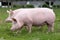 Side view photo of pink colored young sows on the meadow