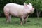 Side view photo of a young domestic pig sow on animal farm summertime